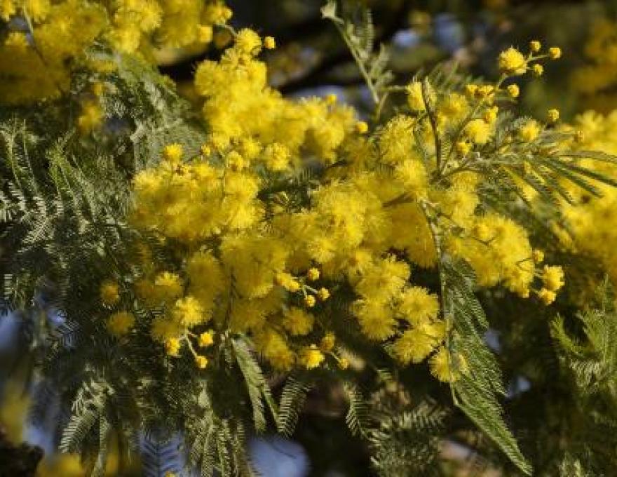 Image de profile deCôte d'Azur