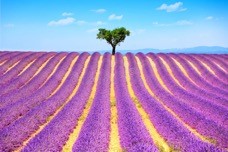 Image de profile deProvence SMC